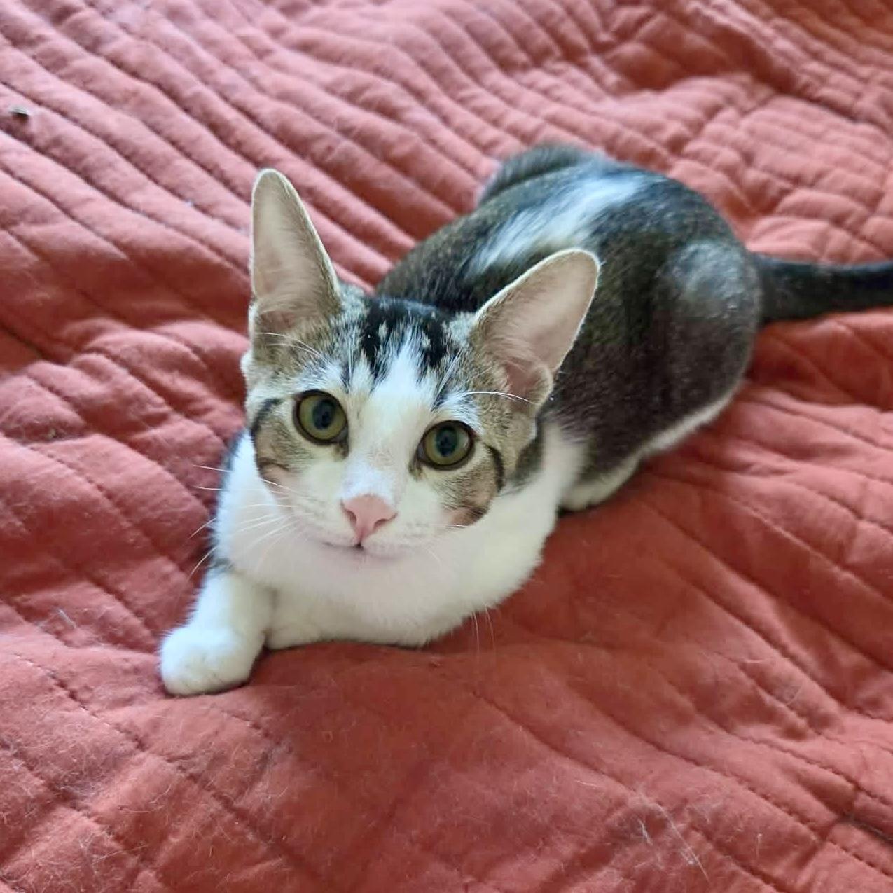 Zaxby, Adoptable, Kitten Male Tabby & Domestic Short Hair.