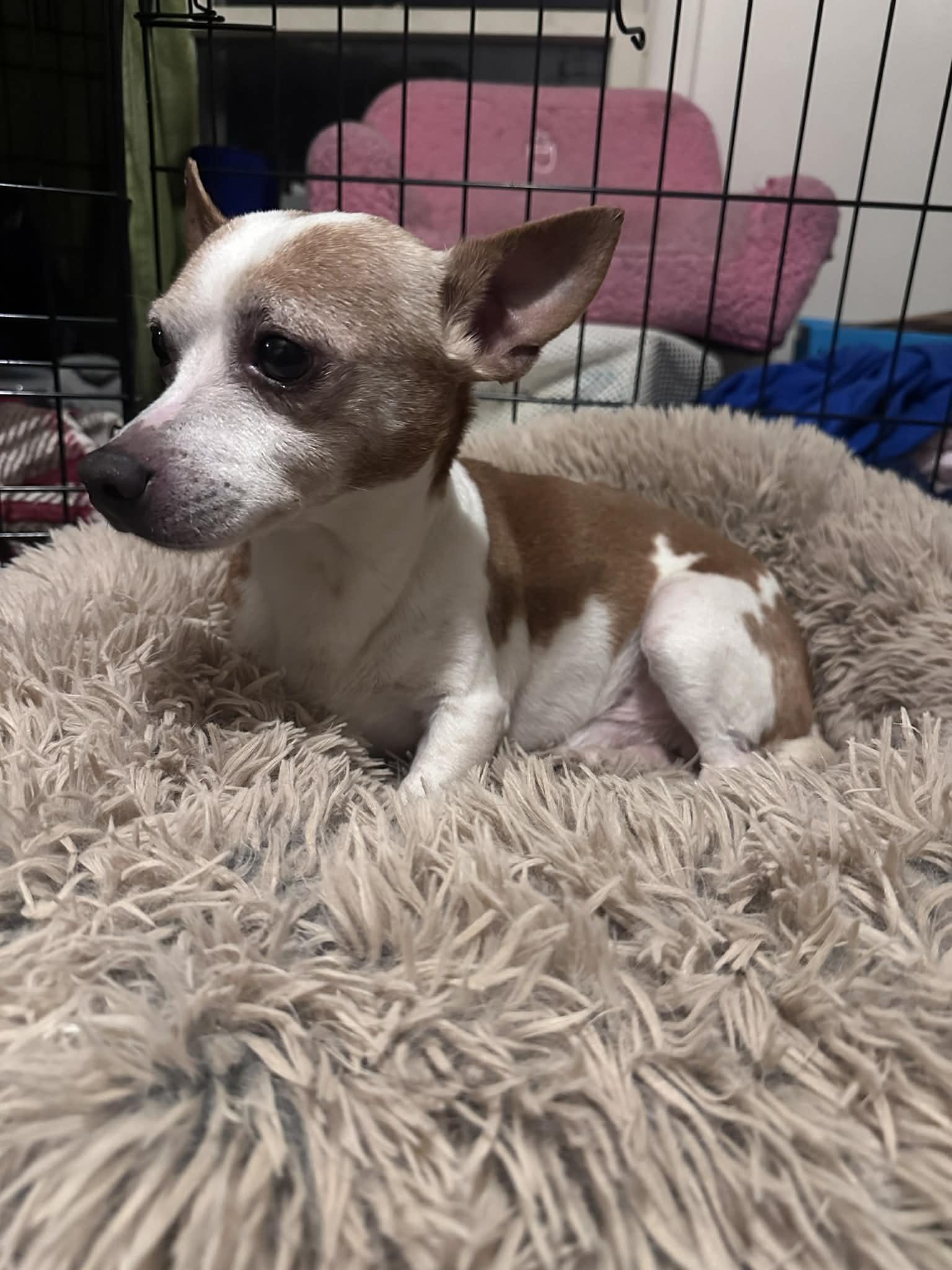 Enlarge Hawkeye , an adopted mixed breed in Grand Rapids, MI image 1/2