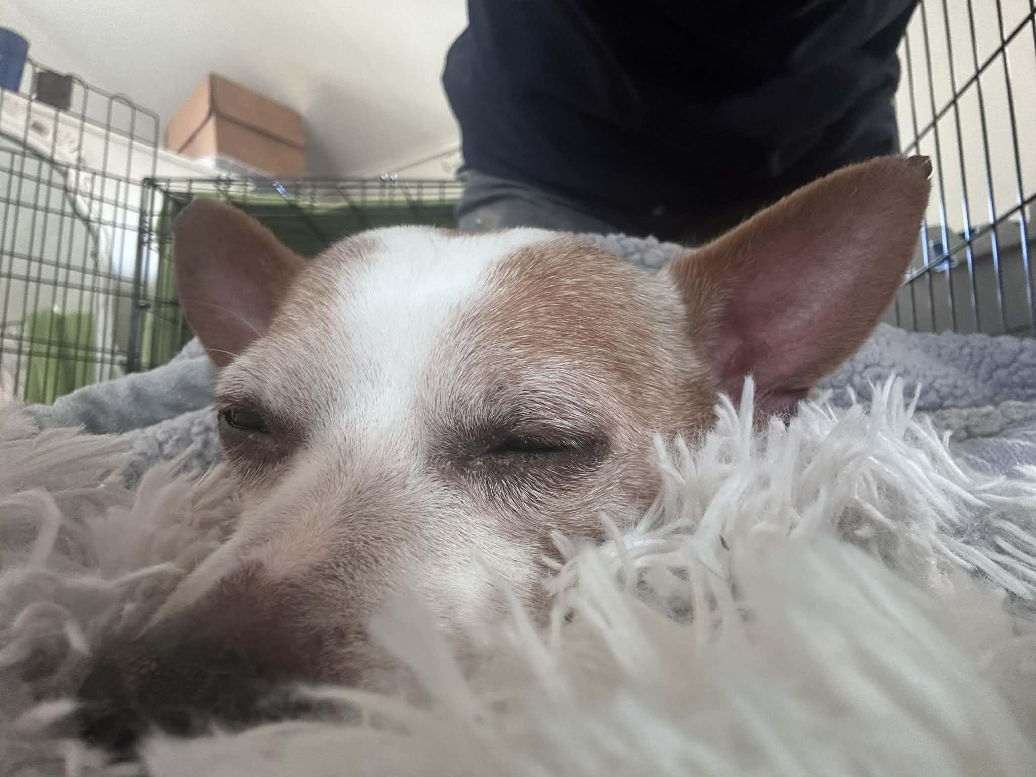 Enlarge Hawkeye , an adopted mixed breed in Grand Rapids, MI image 2/2