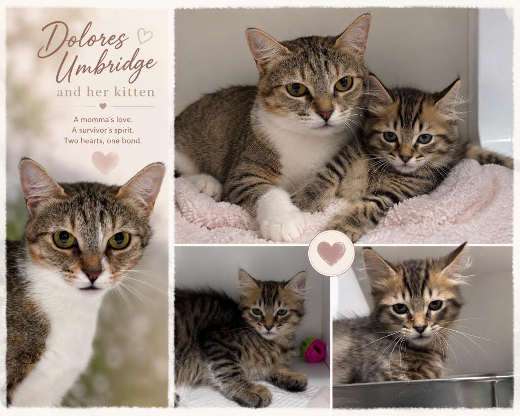 Filchie, Adoptable, Kitten Male Domestic Short Hair.