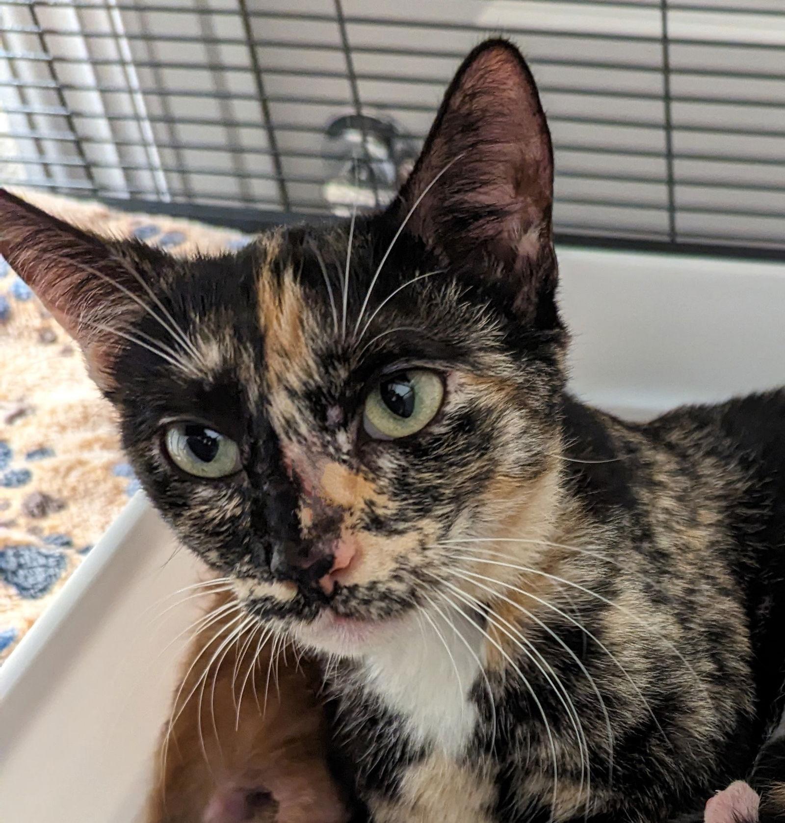 Crystal 6.1.22, Adoptable, Adult Female Domestic Short Hair.