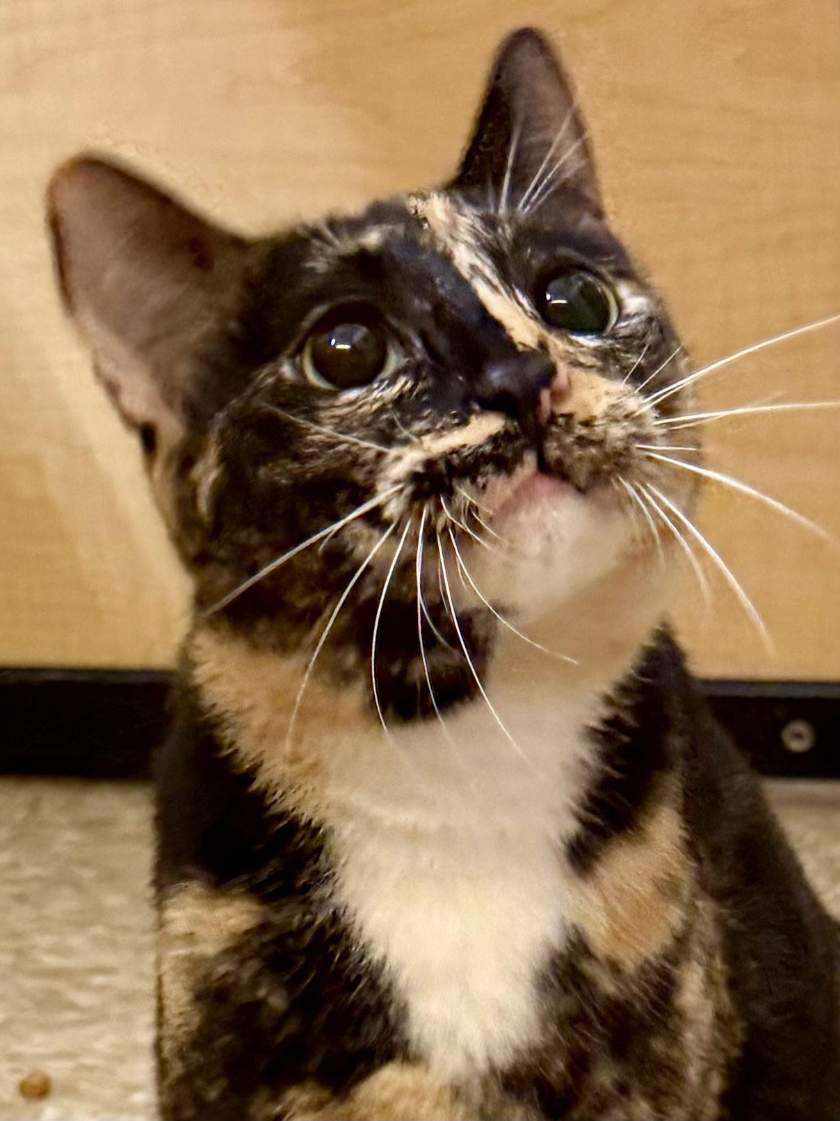 Enlarge Crystal 6.1.22, a Adoptable Domestic Short Hair in Apopka, FL image 2/3