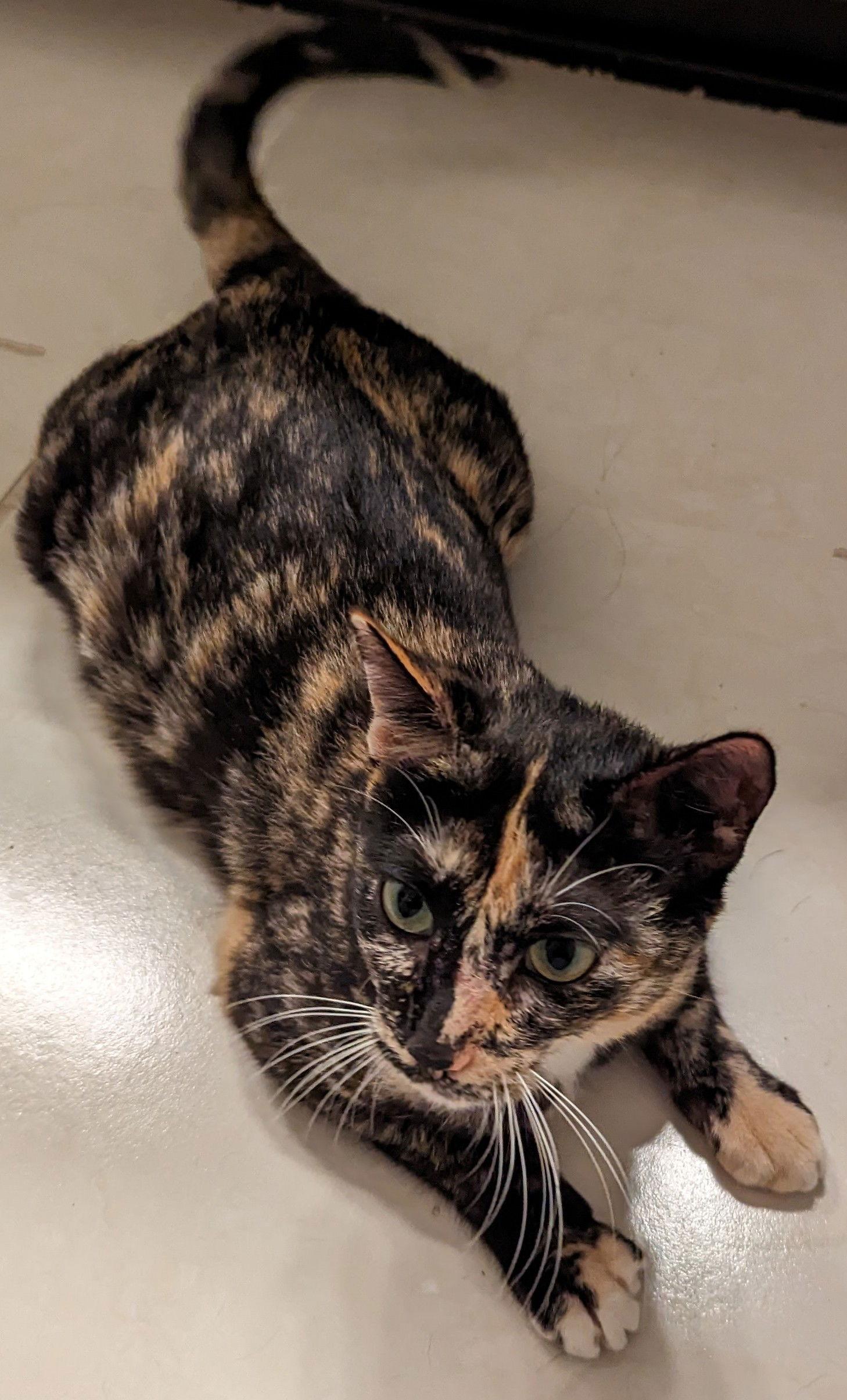 Enlarge Crystal 6.1.22, a Adoptable Domestic Short Hair in Apopka, FL image 3/3