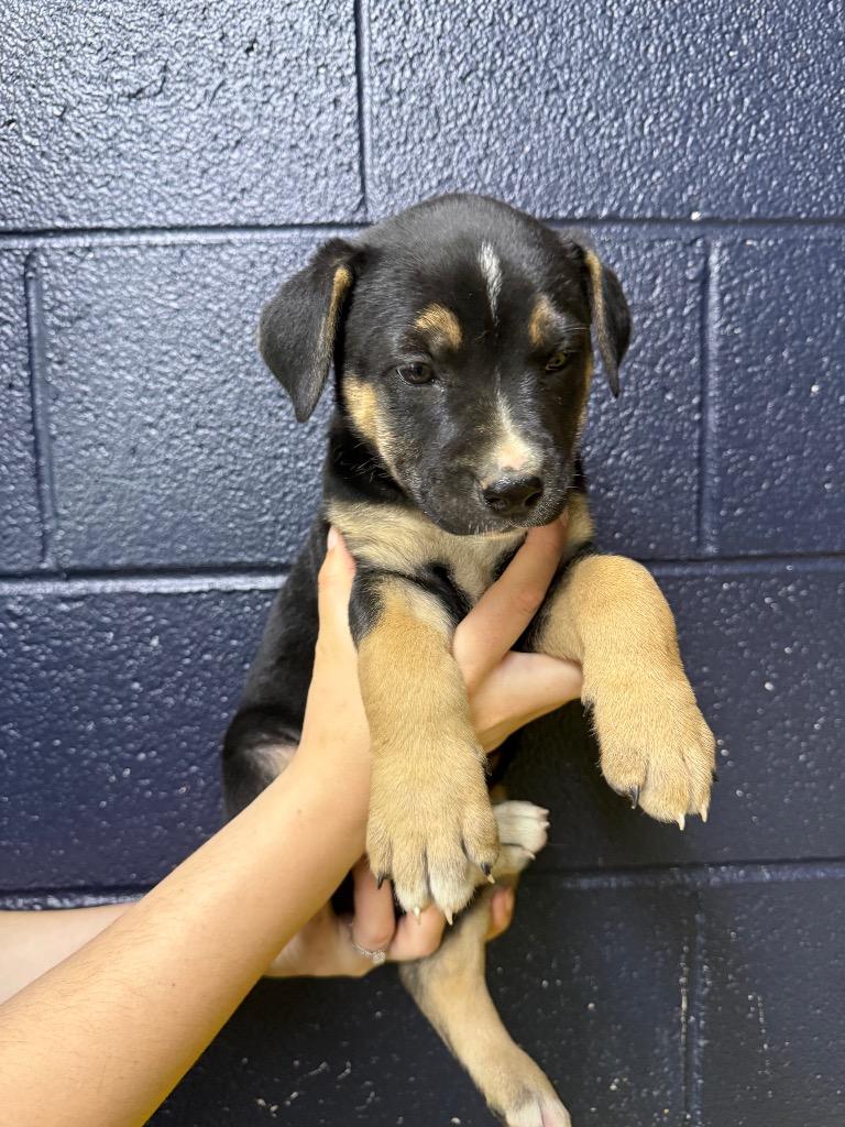 Enlarge Noodle, a Adopted mixed breed in Murray, KY image 2/3