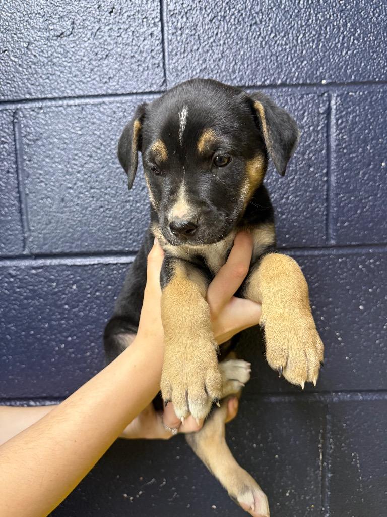 Enlarge Noodle, a Adopted mixed breed in Murray, KY image 3/3