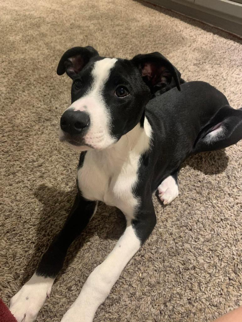 Enlarge Cap N Crunch, a Adoptable mixed breed in Lexington, KY image 1/4