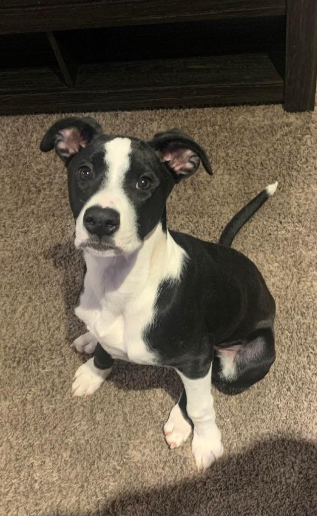 Enlarge Cap N Crunch, a Adoptable mixed breed in Lexington, KY image 3/4