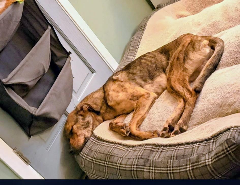 Boone, a ADOPTABLE mixed breed in Homer Glen, IL image 2/2