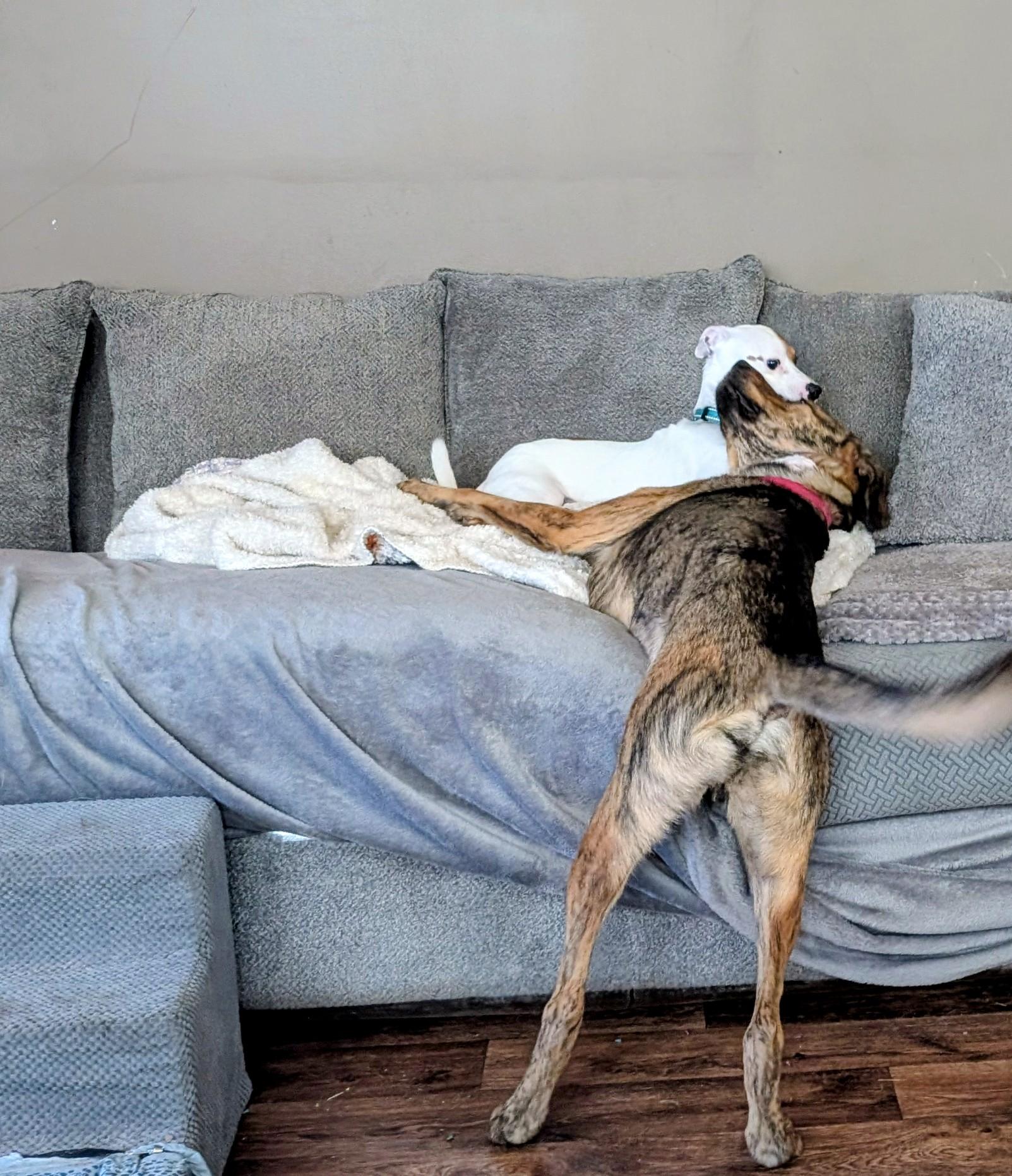 Enlarge Boone, a ADOPTABLE mixed breed in Homer Glen, IL image 2/5