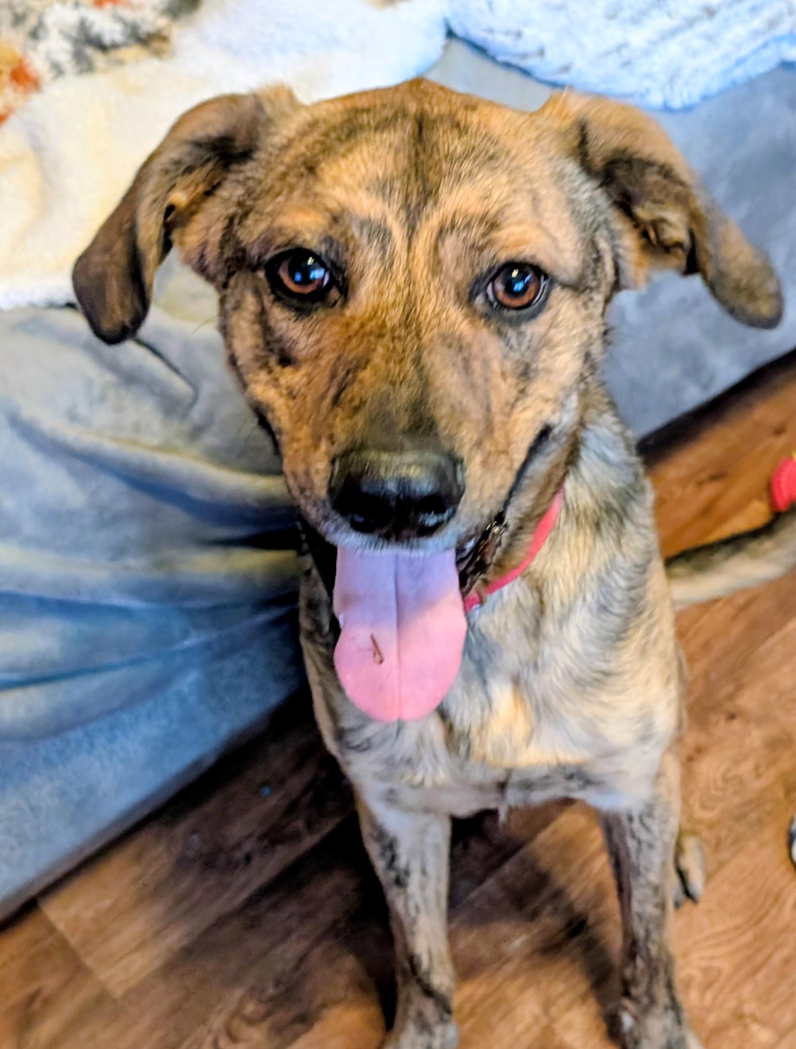 Enlarge Boone, a ADOPTABLE mixed breed in Homer Glen, IL image 1/5