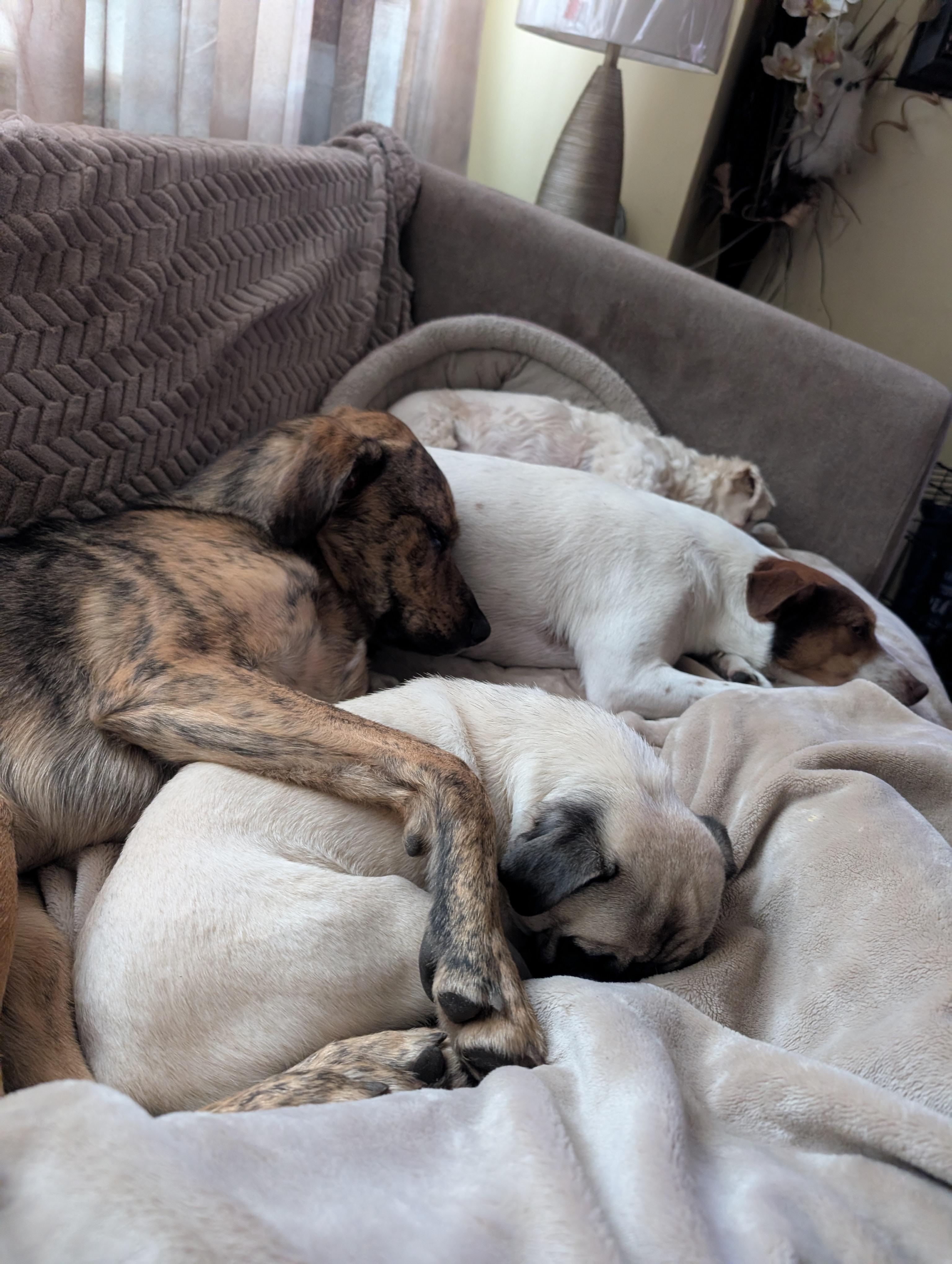 Enlarge Boone, a ADOPTABLE mixed breed in Homer Glen, IL image 3/6