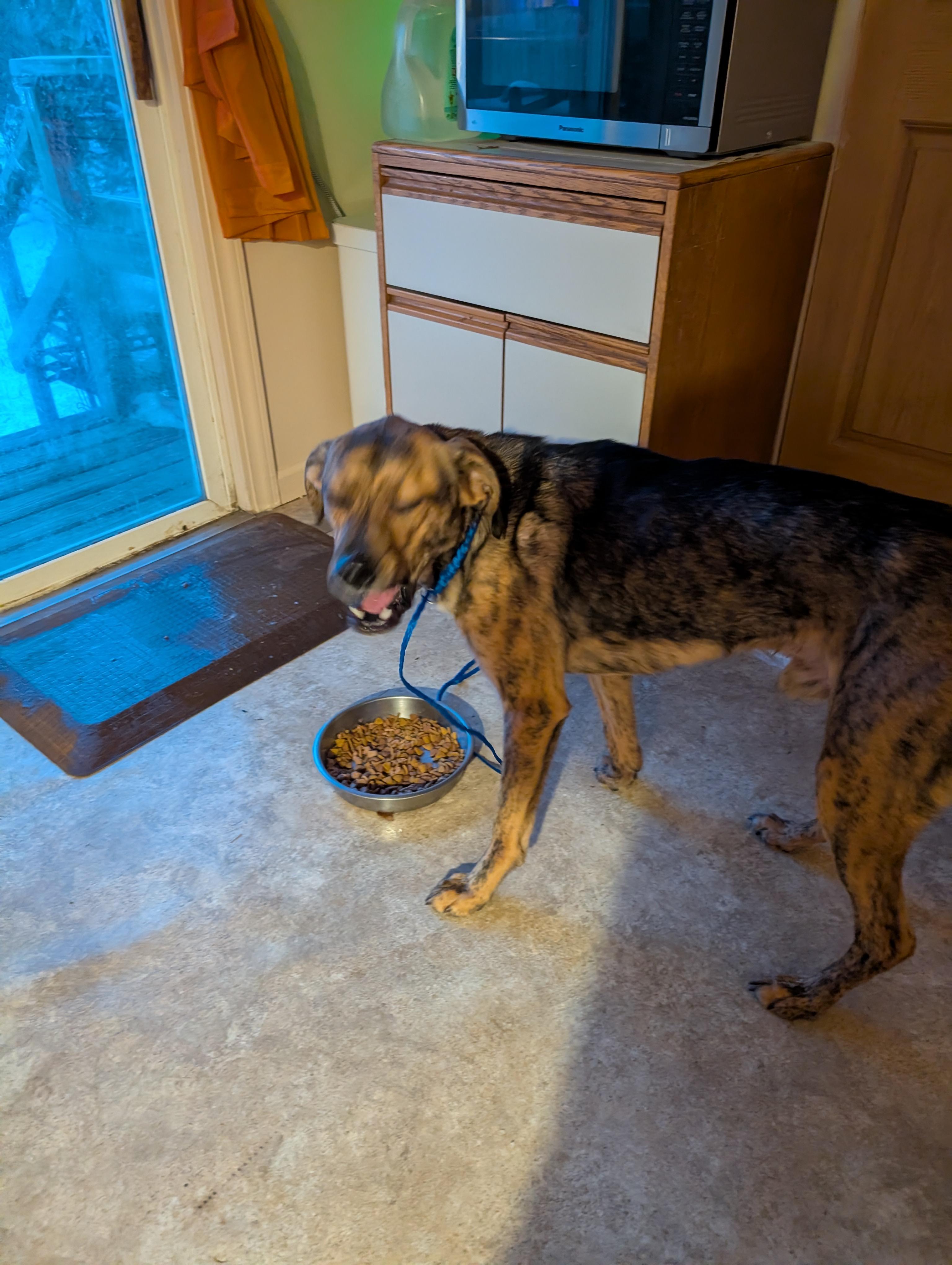 Boone, a ADOPTABLE mixed breed in Homer Glen, IL image 1/2