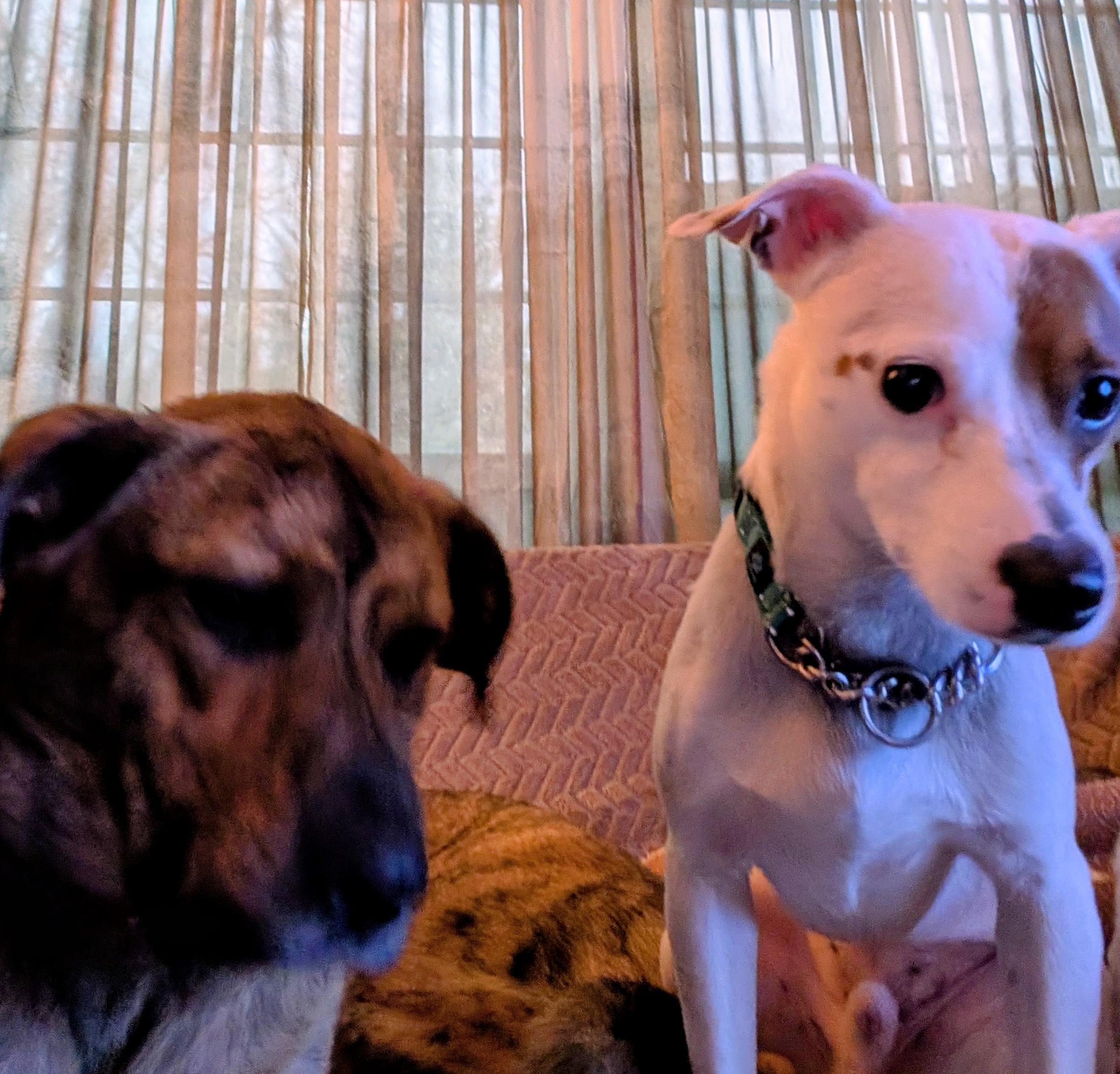 Enlarge Boone, a ADOPTABLE mixed breed in Homer Glen, IL image 3/5