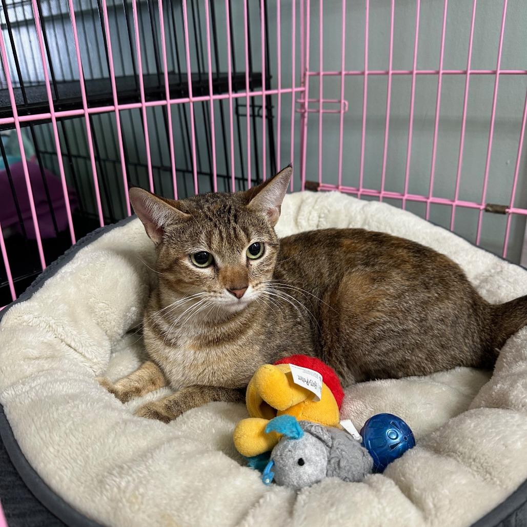 Enlarge Petunia, a Adoptable Domestic Short Hair in Priest River, ID image 1/1