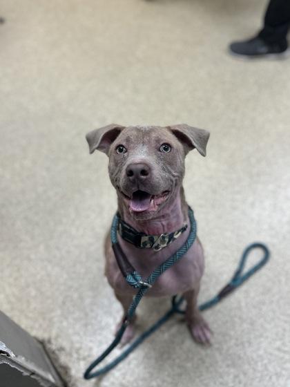 Nutter Butter, Adoptable, Adult Female Mixed Breed & Mixed Breed.
