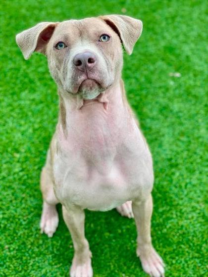 Enlarge Nutter Butter, a Adoptable mixed breed in Munster, IN image 2/2