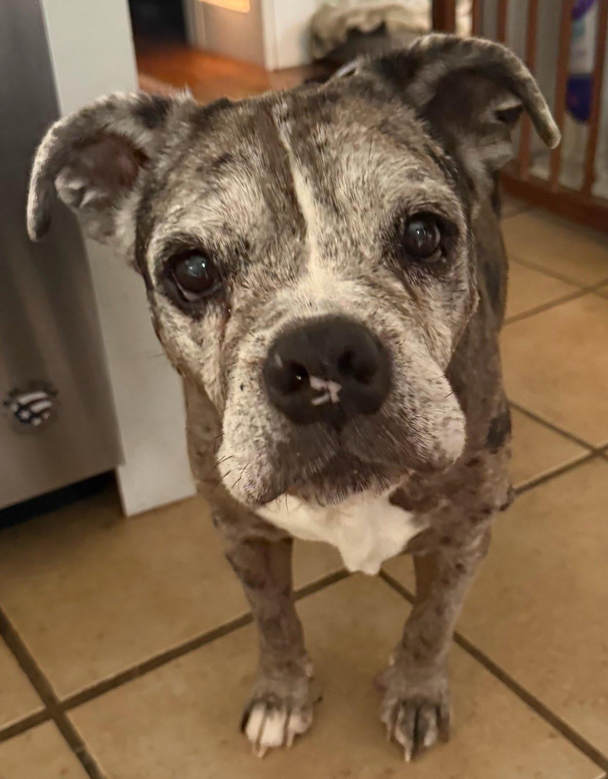 Mocha, Adoptable, Senior Male English Bulldog.
