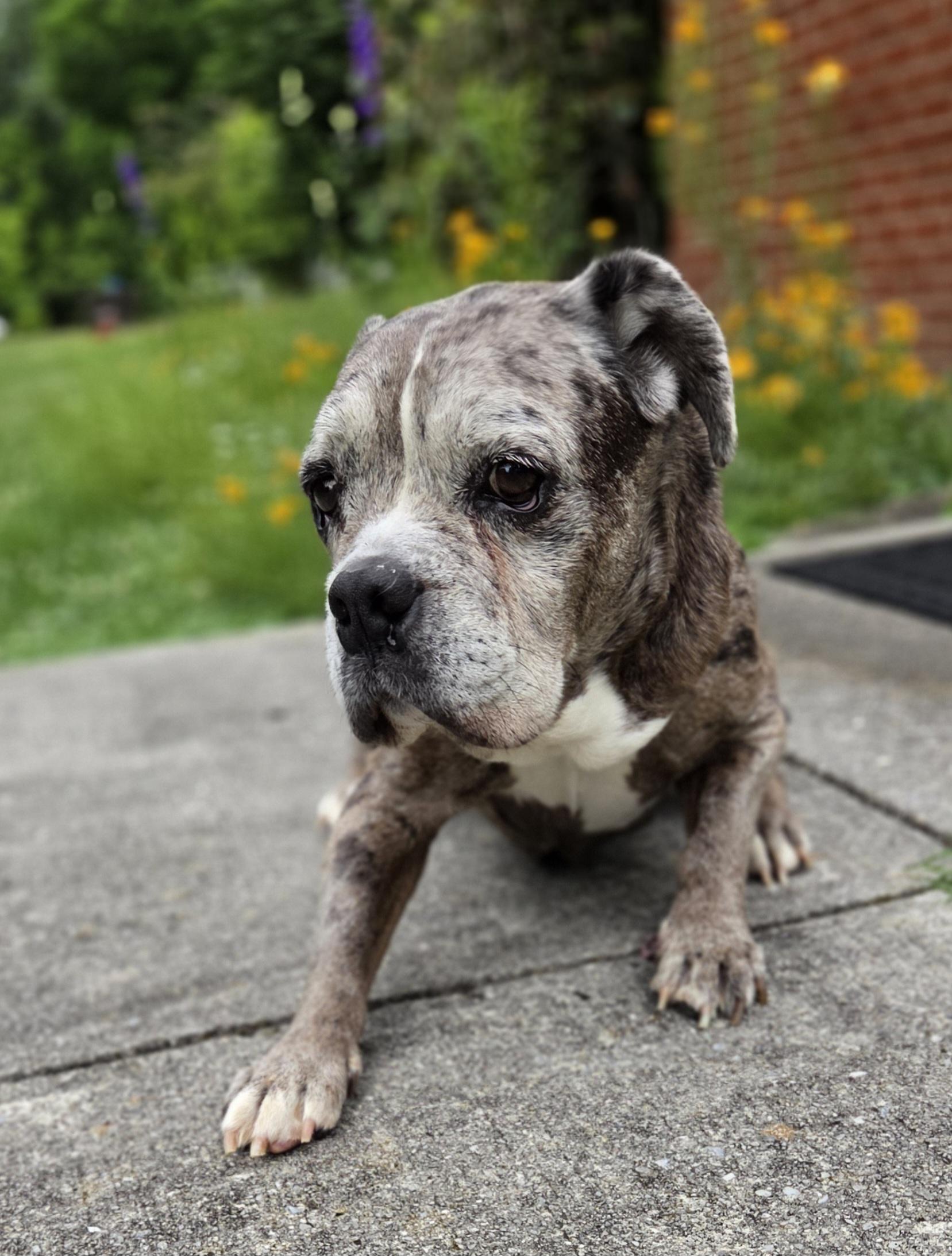 Mocha, a Adoptable mixed breed in Knoxville, TN image 4/4