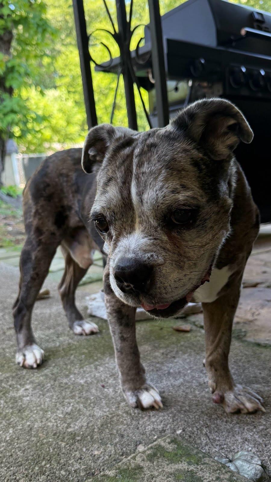 Mocha, a Adoptable mixed breed in Knoxville, TN image 3/4