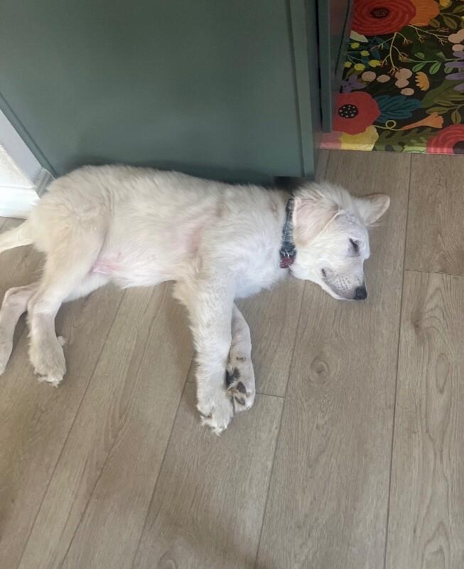 Atlas, Adoptable, Puppy Male Great Pyrenees.