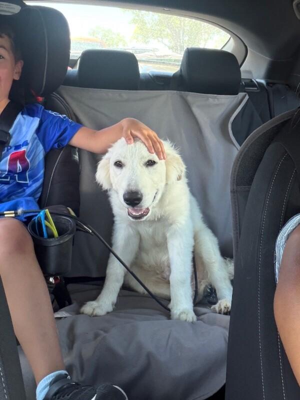 Atlas, a Adoptable Great Pyrenees in Boulder, CO image 2/6