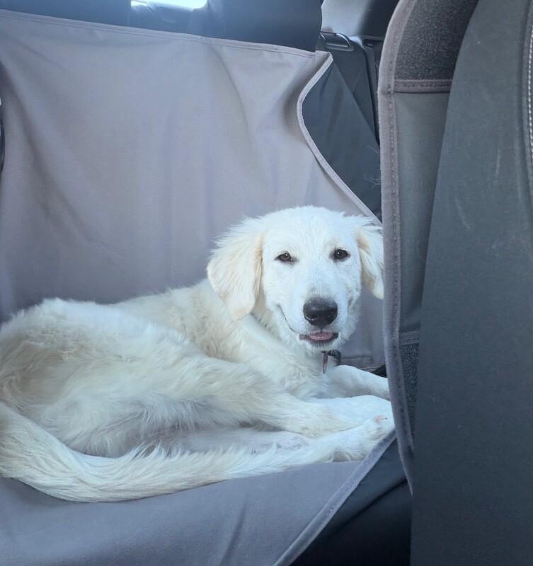 Atlas, a Adoptable Great Pyrenees in Boulder, CO image 3/6