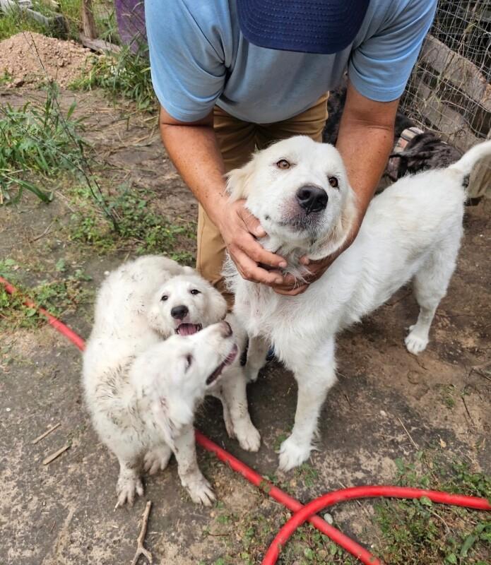 Atlas, a Adoptable Great Pyrenees in Boulder, CO image 4/6