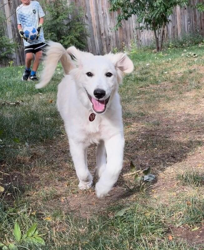 Atlas, a Adoptable Great Pyrenees in Boulder, CO image 5/6