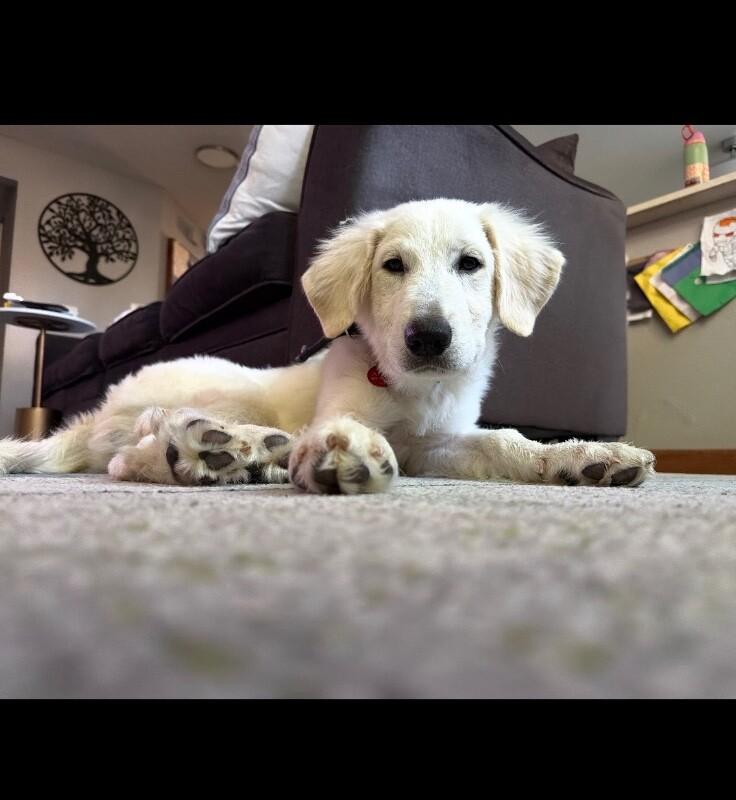 Atlas, a Adoptable Great Pyrenees in Boulder, CO image 6/6
