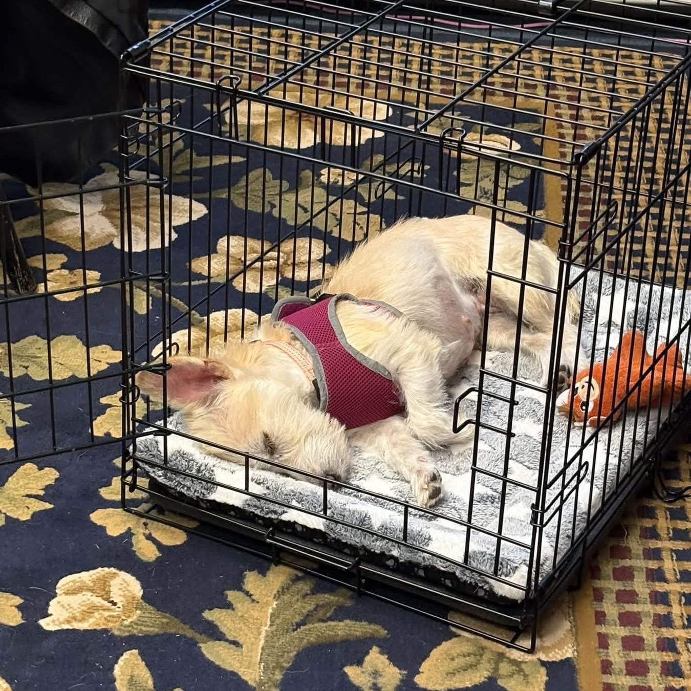 Enlarge Snowy, a Adoptable mixed breed in Elkton, MD image 4/4