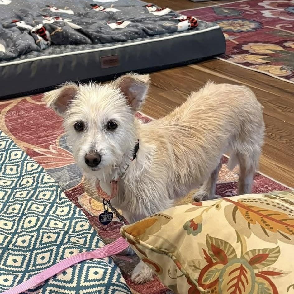 Enlarge Snowy, a Adoptable mixed breed in Elkton, MD image 2/4