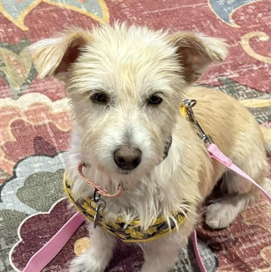 Snowy, Adoptable, Adult Female Terrier.
