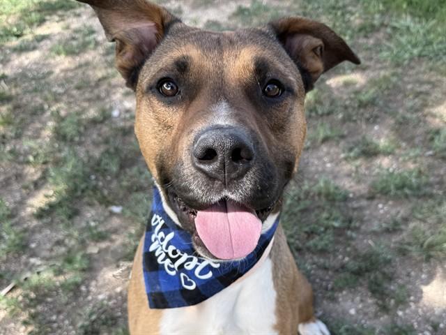 CHENCHO, Adoptable, Adult Male American Bulldog.