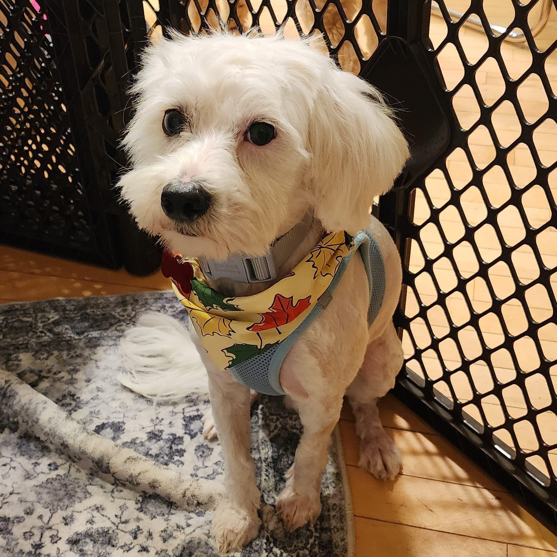 LEO, a Adoptable mixed breed in Auburn, WA image 1/5