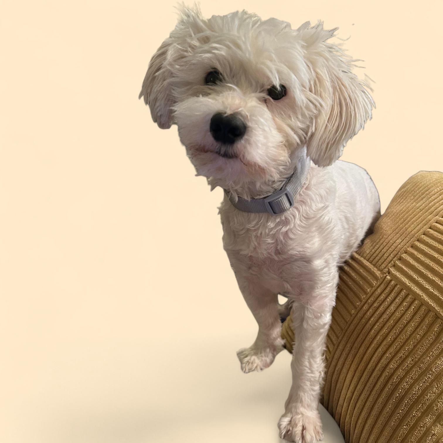 LEO, a Adoptable mixed breed in Auburn, WA image 1/4