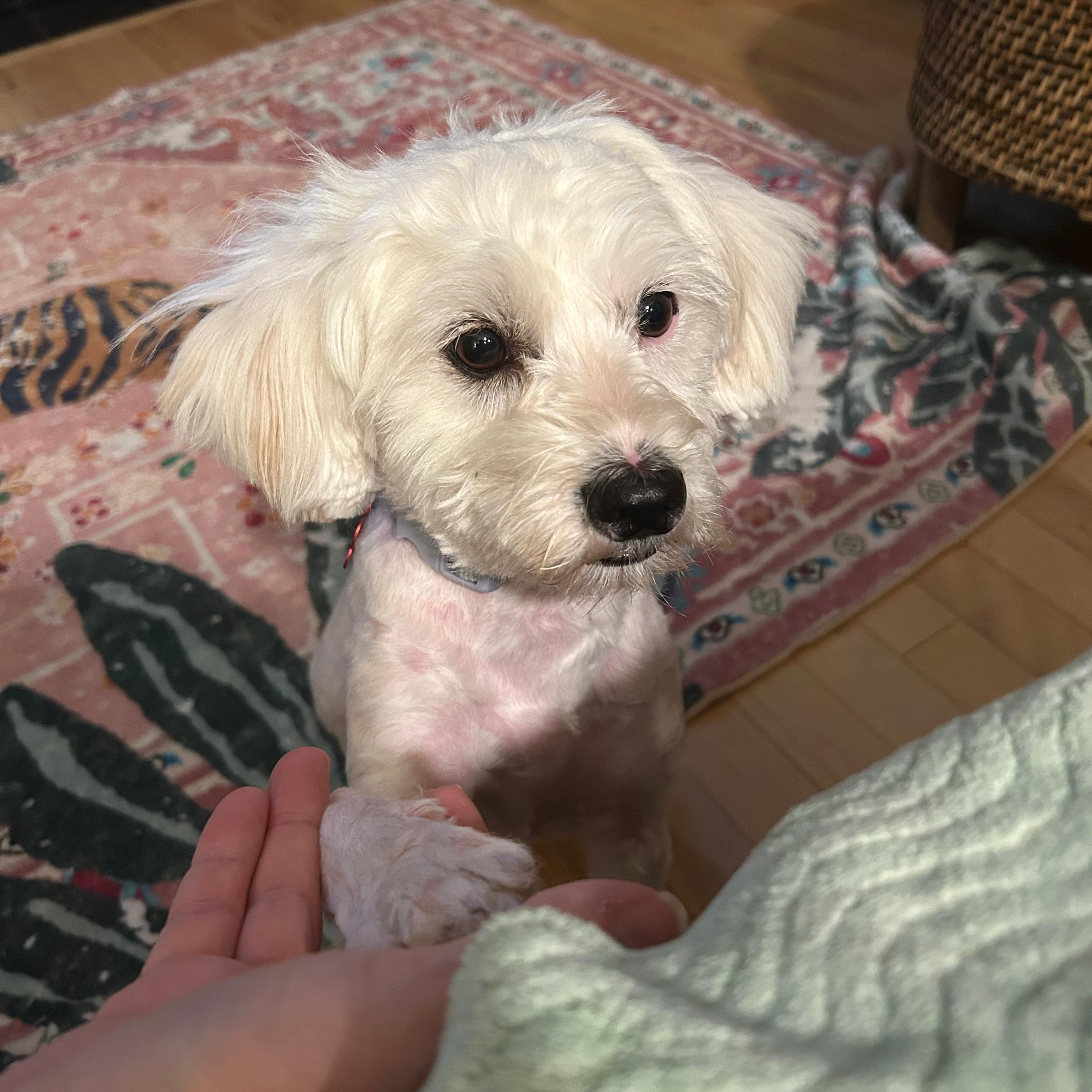 LEO, a Adoptable mixed breed in Auburn, WA image 3/5