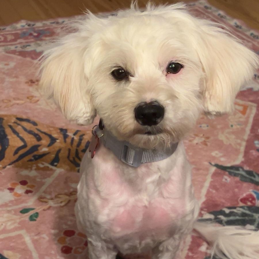 LEO, a Adoptable mixed breed in Auburn, WA image 4/5