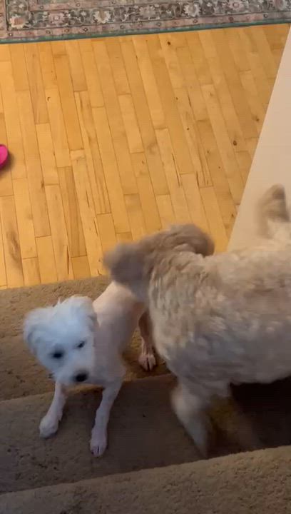 Enlarge LEO, a Adoptable mixed breed in Auburn, WA video 5/5