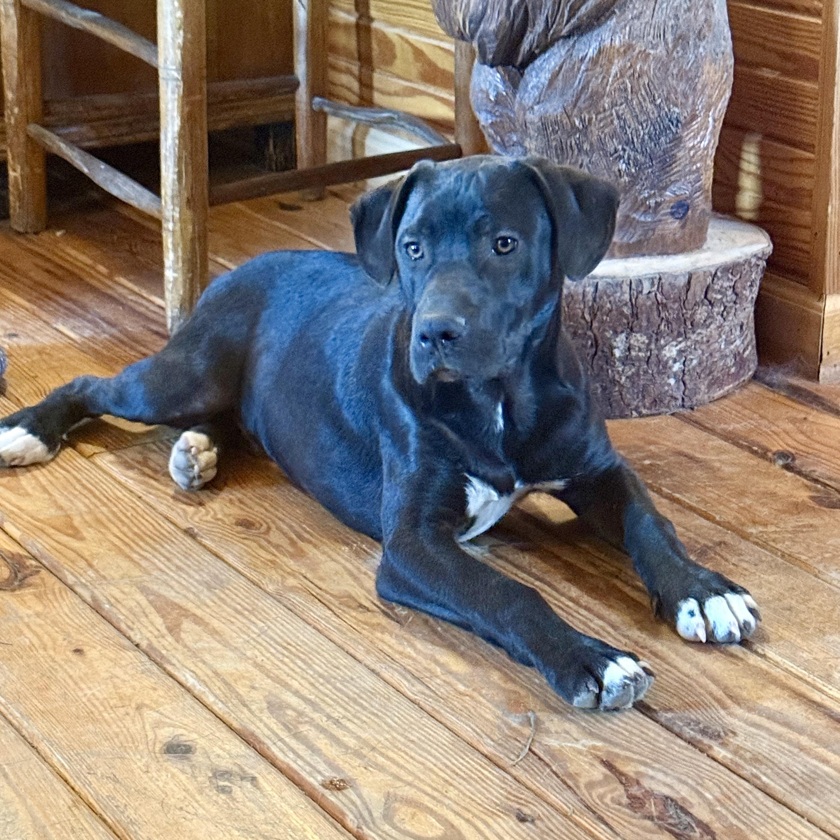 Squirrel, adopted, Puppy Male Black Labrador Retriever.