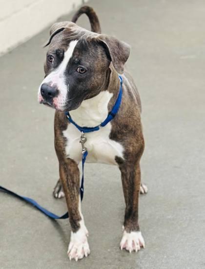 Frankie — thumbnail 2