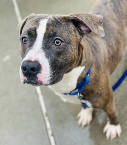 Frankie — thumbnail 3