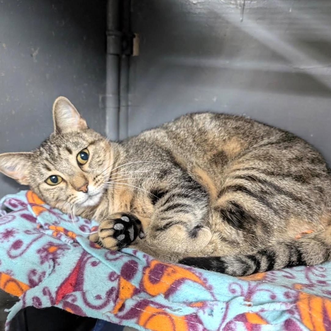 Enlarge Marta, an adopted Tabby in Wilmington, OH image 1/1