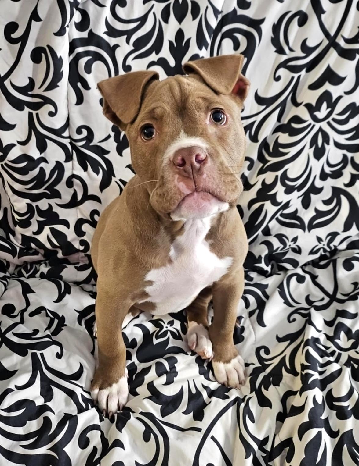 Enlarge Voodoo, a Adoptable Pit Bull Terrier in Nottingham, MD image 2/5