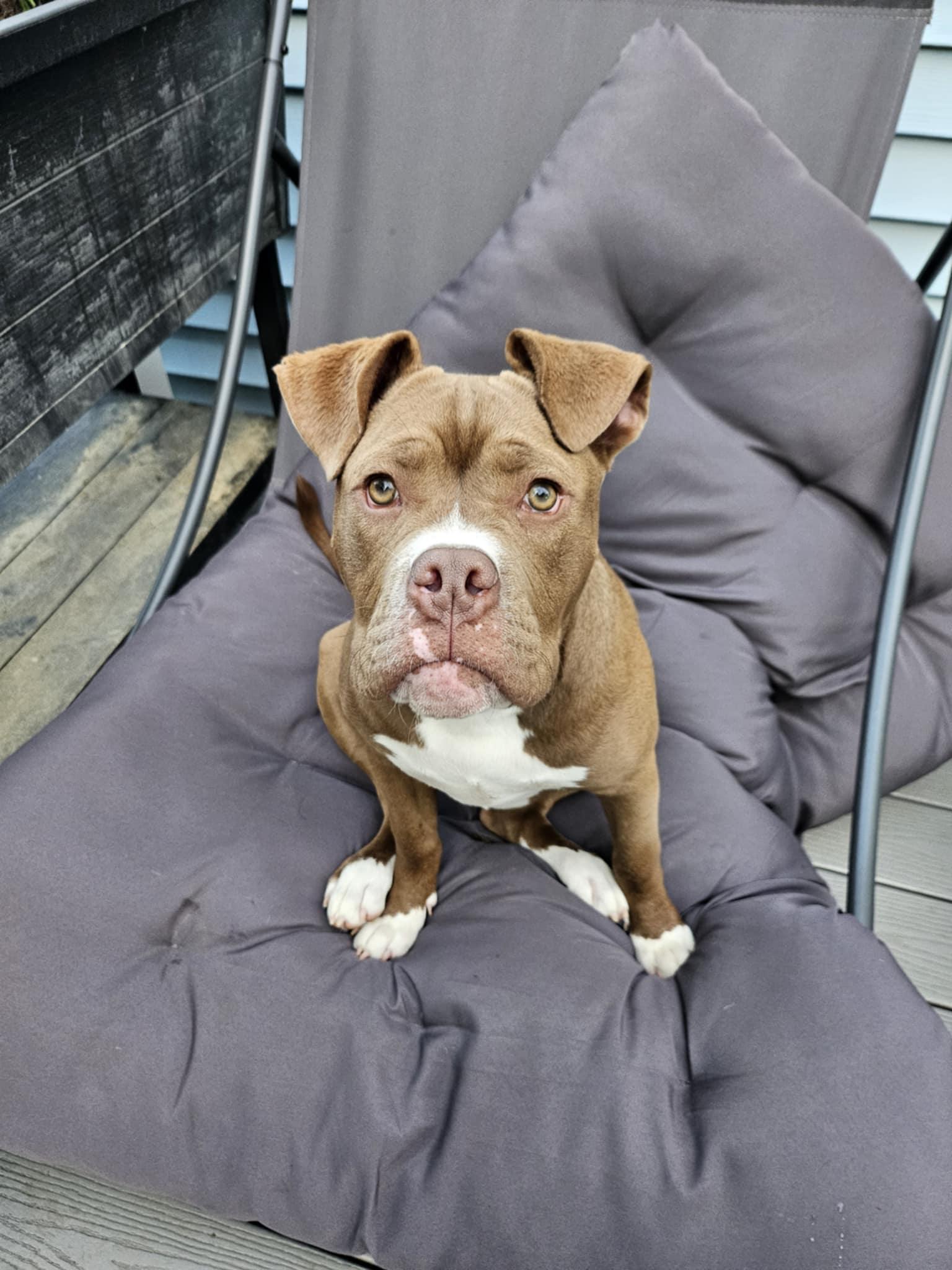 Enlarge Voodoo, a Adoptable Pit Bull Terrier in Nottingham, MD image 5/5