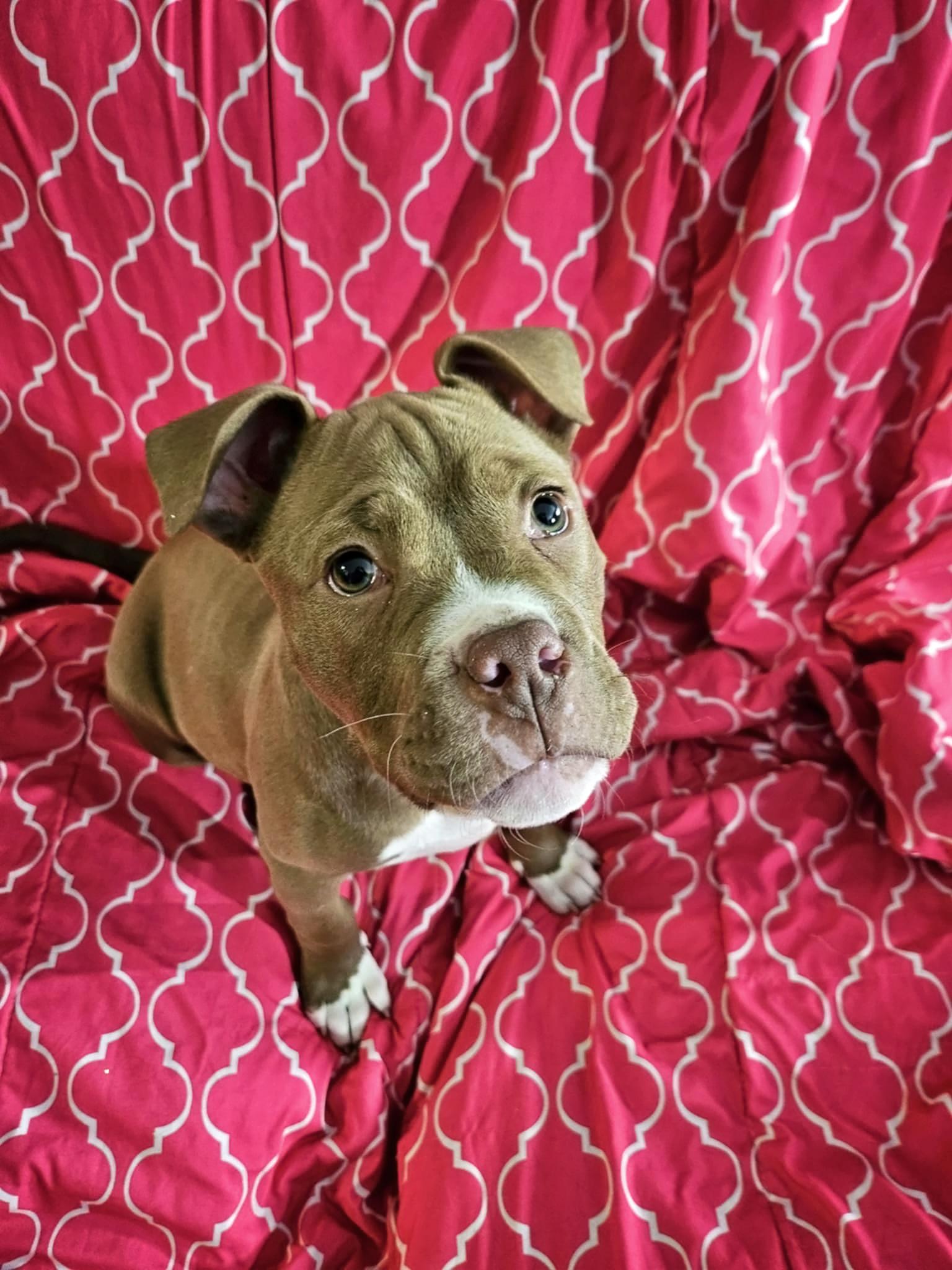 Enlarge Voodoo, a Adoptable Pit Bull Terrier in Nottingham, MD image 3/5