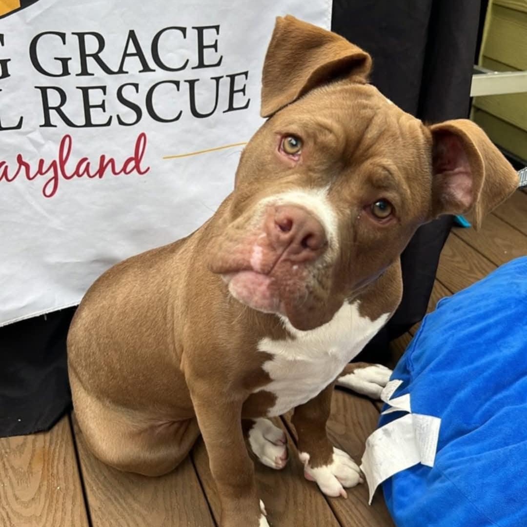 Voodoo, Adoptable, Young Female Pit Bull Terrier.