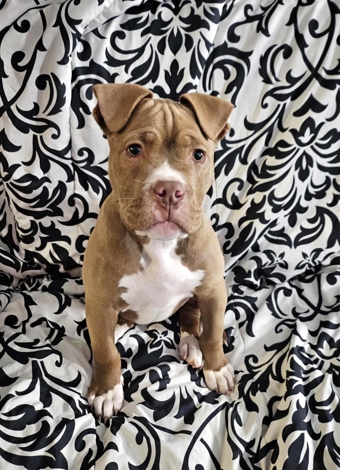 Enlarge Voodoo, a Adoptable Pit Bull Terrier in Nottingham, MD image 4/5