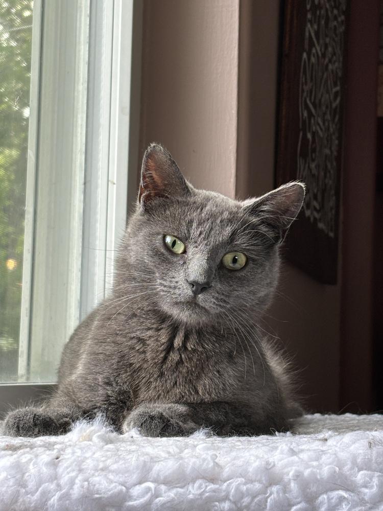 Enlarge Mayflower, a Adoptable Domestic Short Hair in Ferndale, MI image 1/3