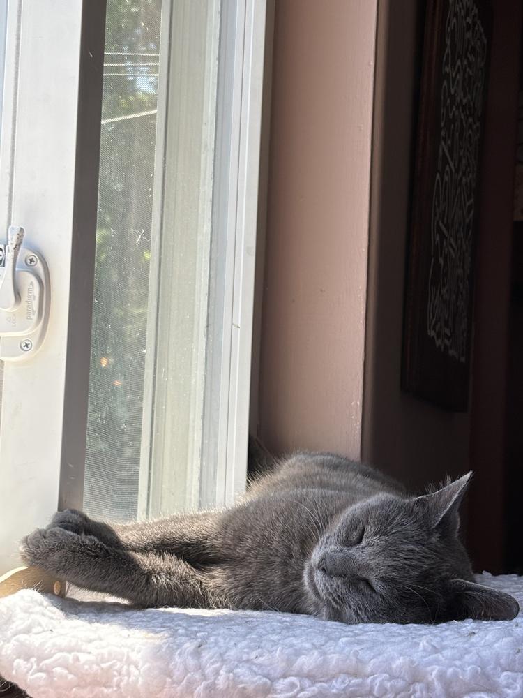 Enlarge Mayflower, a Adoptable Domestic Short Hair in Ferndale, MI image 2/3