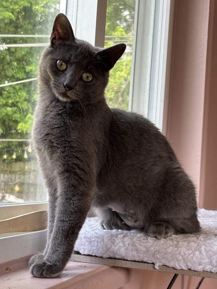 Enlarge Mayflower, a Adoptable Domestic Short Hair in Ferndale, MI image 3/3
